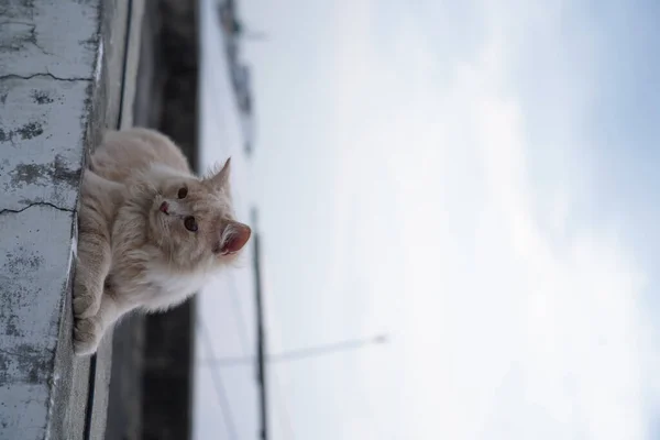 Gatto Seduto Sul Davanzale Della Finestra — Foto Stock