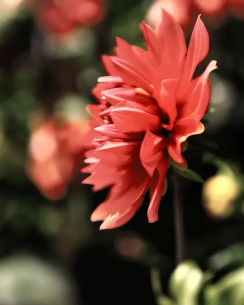 Belles Fleurs Poussant Dans Jardin — Photo