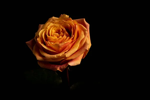 Schöne Rosen Auf Schwarzem Hintergrund Nahaufnahme — Stockfoto