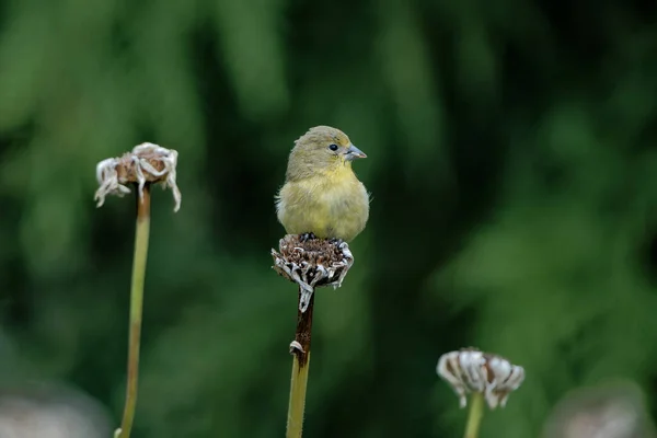 Doğal Ortamda Güzel Bir Kuş Görüntüsü — Stok fotoğraf