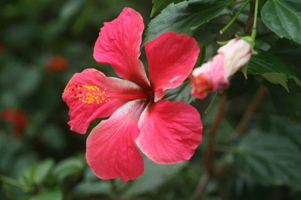 Belle Fleur Hibiscus Rouge Dans Jardin — Photo