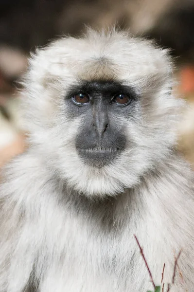 Perto Macaco Cauda Branca — Fotografia de Stock