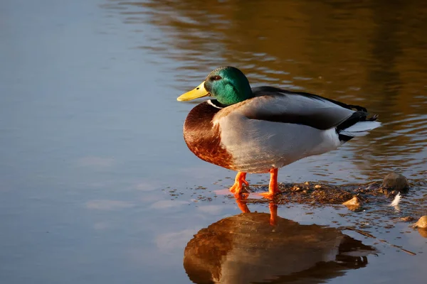 Canard Sur Lac — Photo