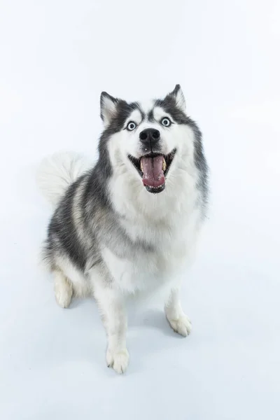 一个可爱的西伯利亚哈士奇狗的肖像 — 图库照片