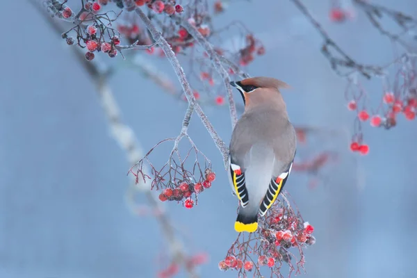 Vakker Fugl Naturen – stockfoto