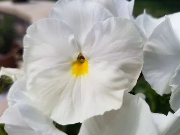 庭の美しい白い蘭の花 — ストック写真