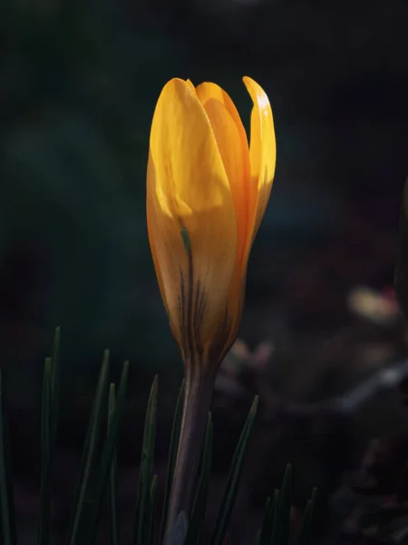 Krásné Jarní Květiny Zahradě — Stock fotografie