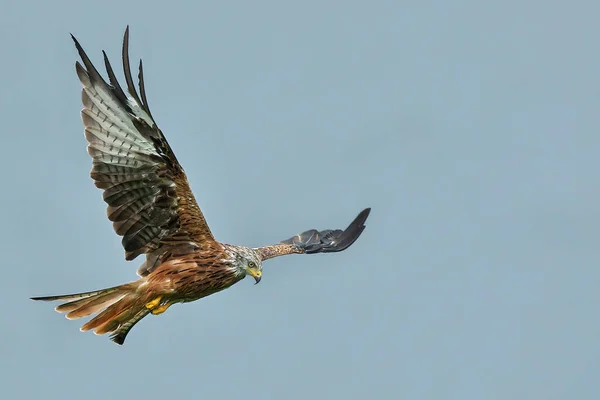 Ein Vogel Fliegt Den Himmel — Stockfoto