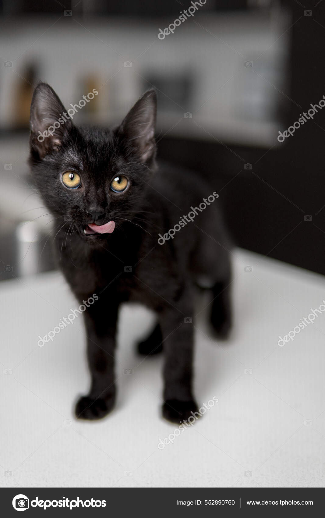 Black Cat Funny Face Stock Photo by ©Wirestock 552890760