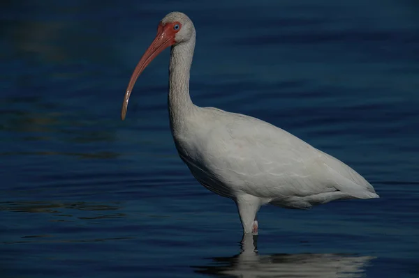 Weißer Vogel Wasser — Stockfoto