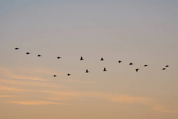 Hejno Ptáků Obloze — Stock fotografie
