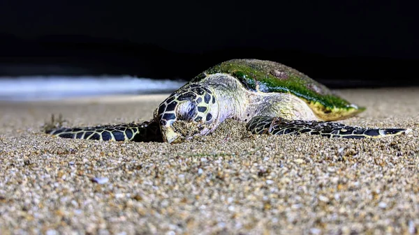 Närbild Sköldpadda Strand — Stockfoto