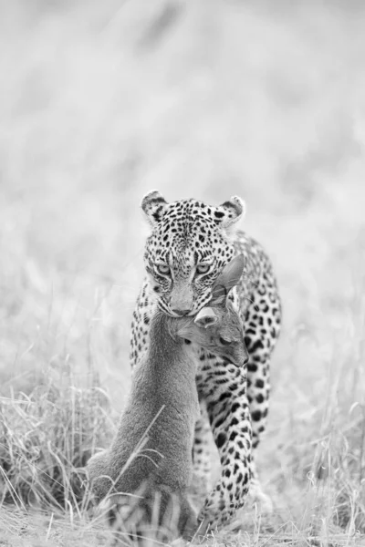 Cachorro Guepardo Parque Nacional Kruger Sudáfrica —  Fotos de Stock