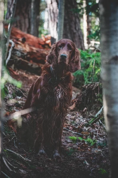 Cão Floresta Fundo Natureza — Fotografia de Stock