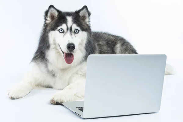 Cão Com Laptop Fundo Branco — Fotografia de Stock