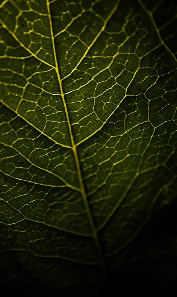 Close Van Een Blad — Stockfoto