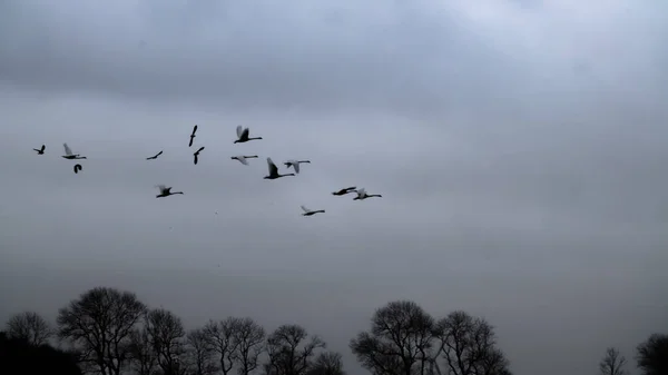 Vogelschwarm Himmel — Stockfoto