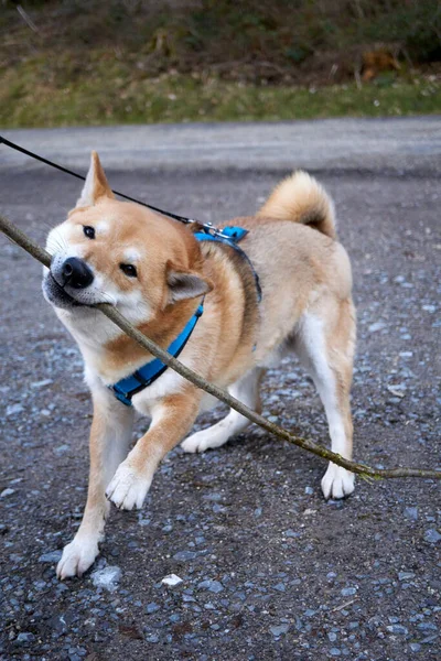 Perro Parque — Foto de Stock