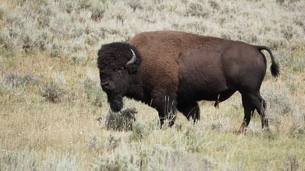 Bison Dans Parc National Yellowstone Wyoming — Photo