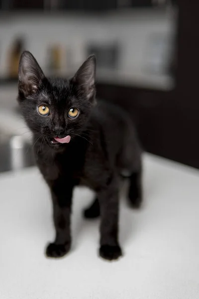 Czarny Kot Zabawną Twarzą — Zdjęcie stockowe