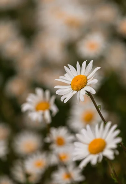 Mooie Witte Madeliefjes Bloemen Tuin — Stockfoto