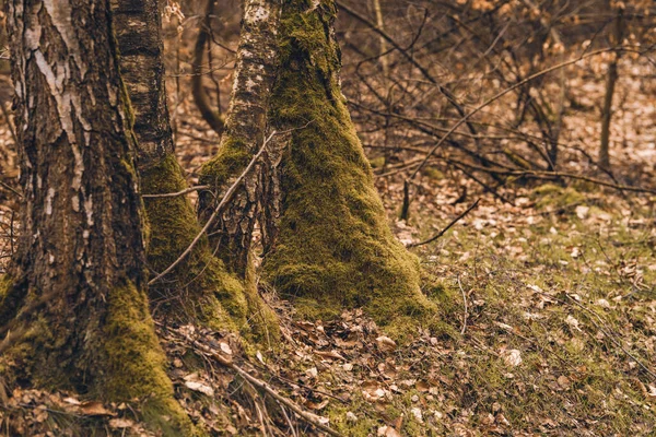 Hermoso Bosque Otoño Con Musgo — Foto de Stock