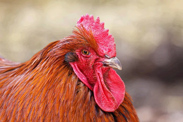 農場の赤い鶏 — ストック写真