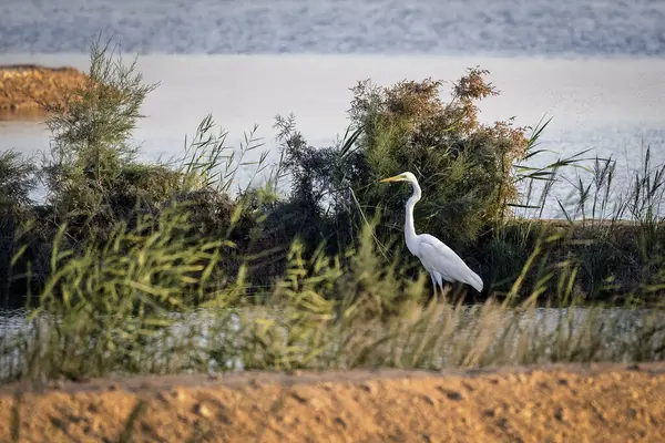 Cigogne Blanche Dans Eau — Photo