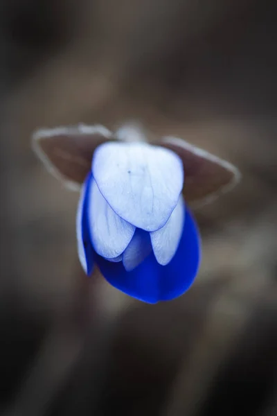 Krásný Botanický Záběr Přírodní Tapety — Stock fotografie