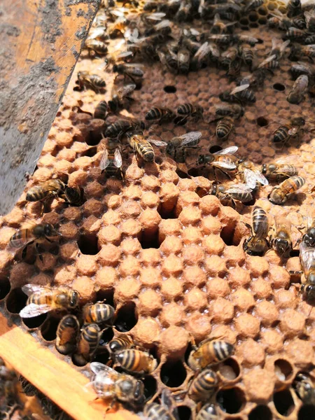 Widok Bliska Pszczół Plaster Miodu — Zdjęcie stockowe