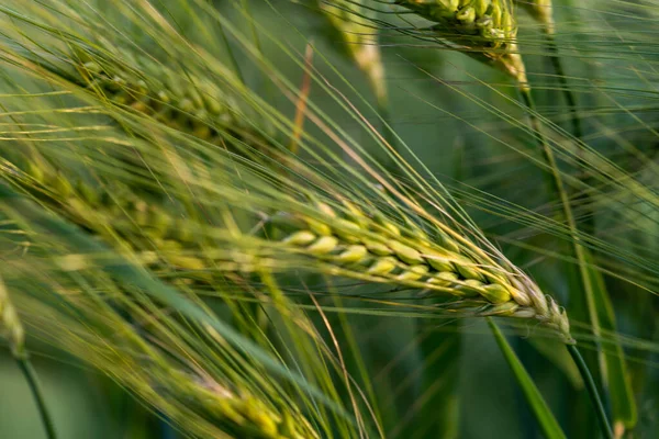 Pšeničné Pole Zelená Tráva — Stock fotografie