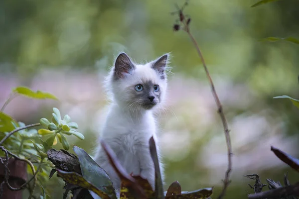 Bahçedeki Küçük Sevimli Kedi Yavrusu — Stok fotoğraf