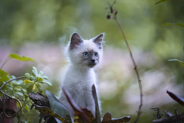 Schattig Klein Katje Tuin — Stockfoto