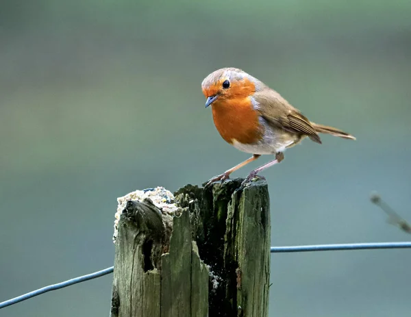 鳥が納屋の枝の上に座り — ストック写真