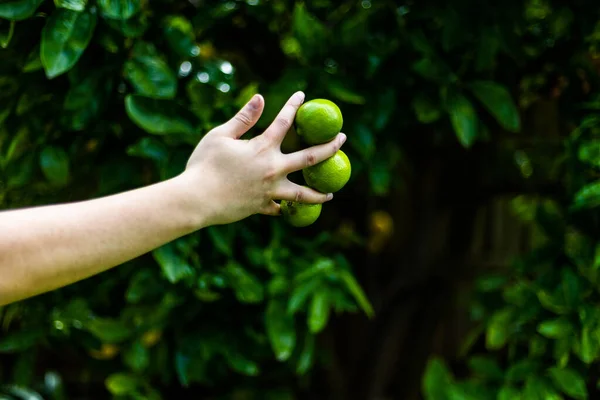 Tangan Memegang Apel Hijau Pada Cabang Pohon — Stok Foto