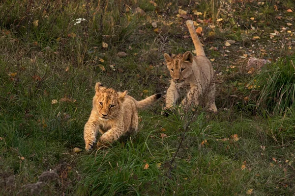 Dwa Młode Lwy Trawie — Zdjęcie stockowe