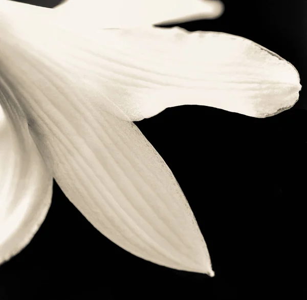 Flor Branca Sobre Fundo Preto — Fotografia de Stock