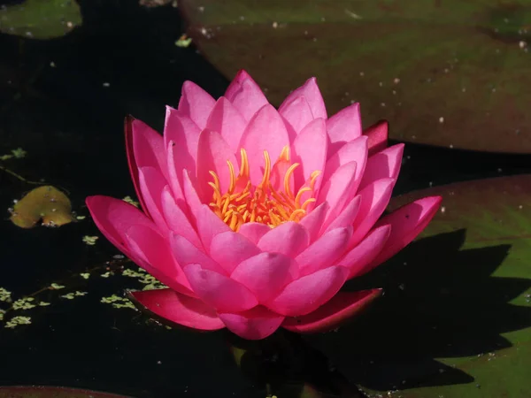 Водяная Лилия Цветок Лотоса Водяная Лилия — стоковое фото