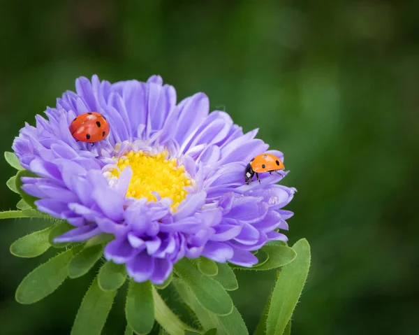 Mariquita Una Flor — Foto de Stock