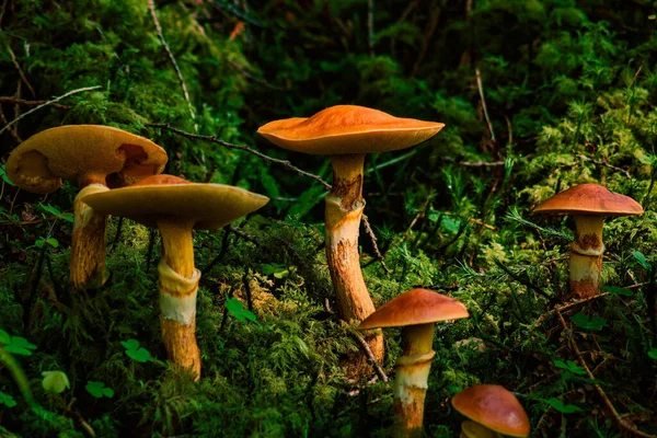 Beau Champignon Blanc Dans Forêt — Photo