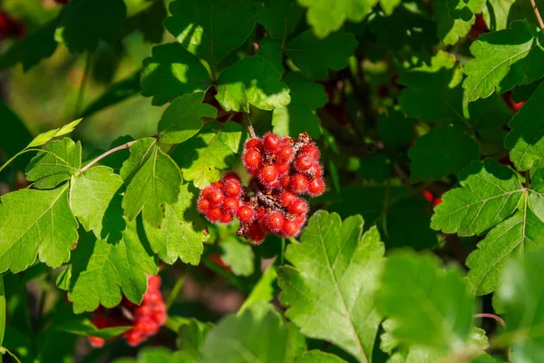 庭の茂みに赤い果実 — ストック写真