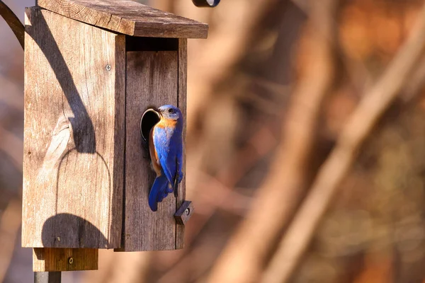 青空を背景にした木鳥の餌やり — ストック写真