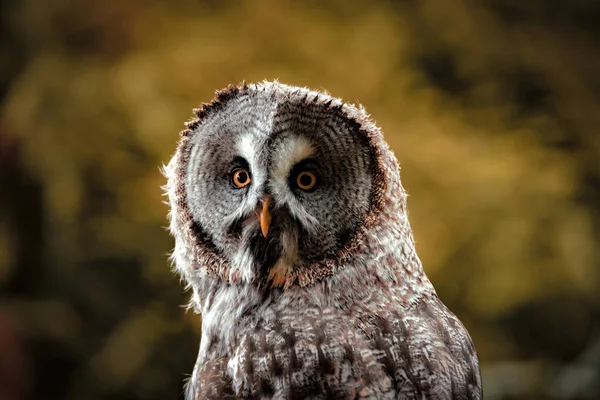 Bir Kuşa Yakın Çekim — Stok fotoğraf