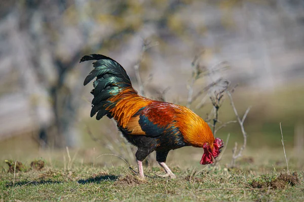 Beautiful Red Rooster Walks Field — Stock Photo, Image