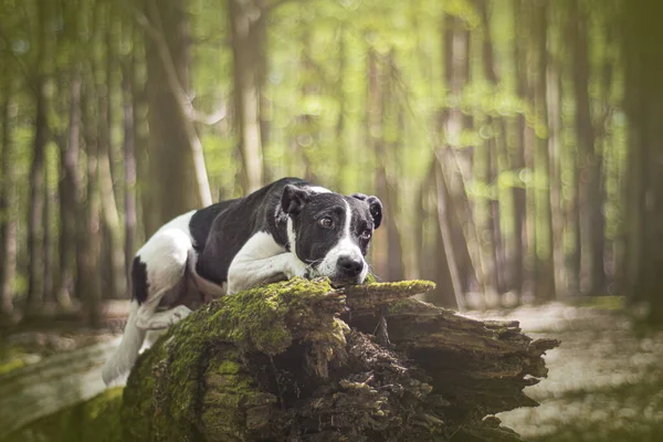 Pies Lesie — Zdjęcie stockowe