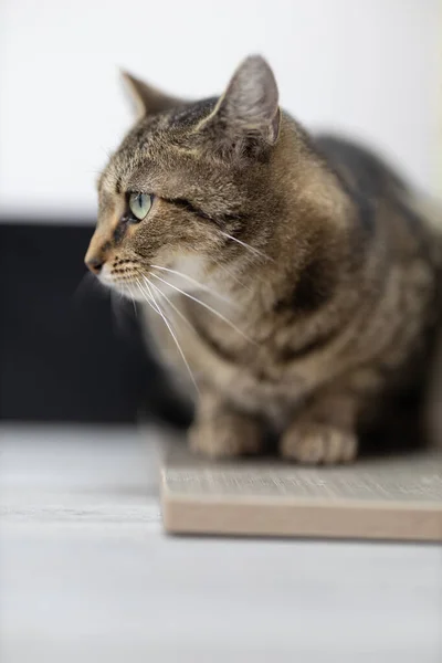 Кіт Столі — стокове фото