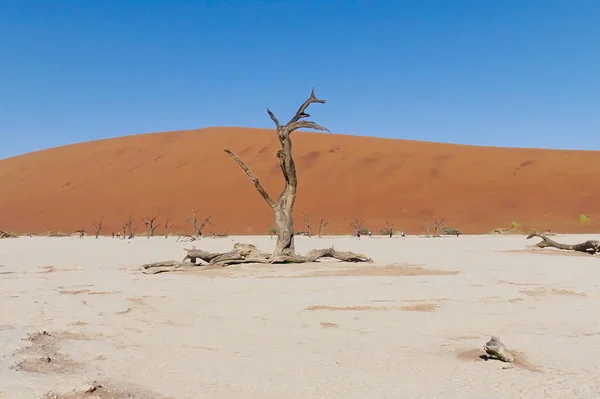 Namibia Namibia Namib 사막의 아름다운 — 스톡 사진