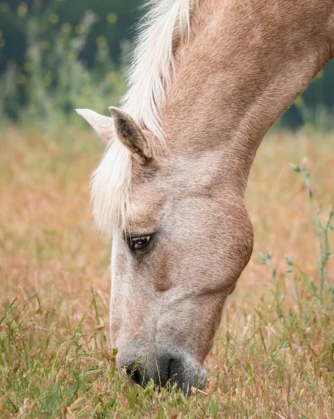 Portret Pięknego Konia — Zdjęcie stockowe