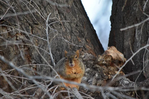 Squirrel Forest — Stock Photo, Image