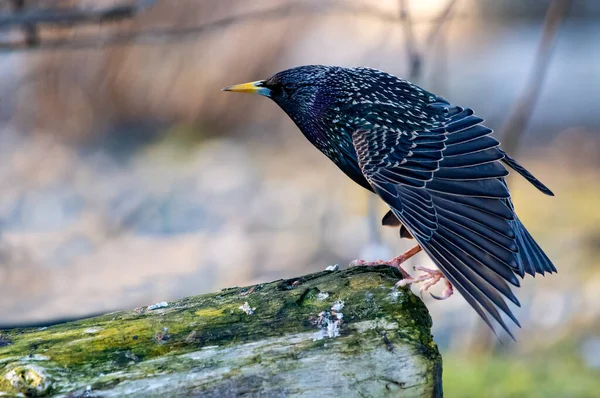 Pájaro Está Sentado Una Rama Árbol — Foto de Stock